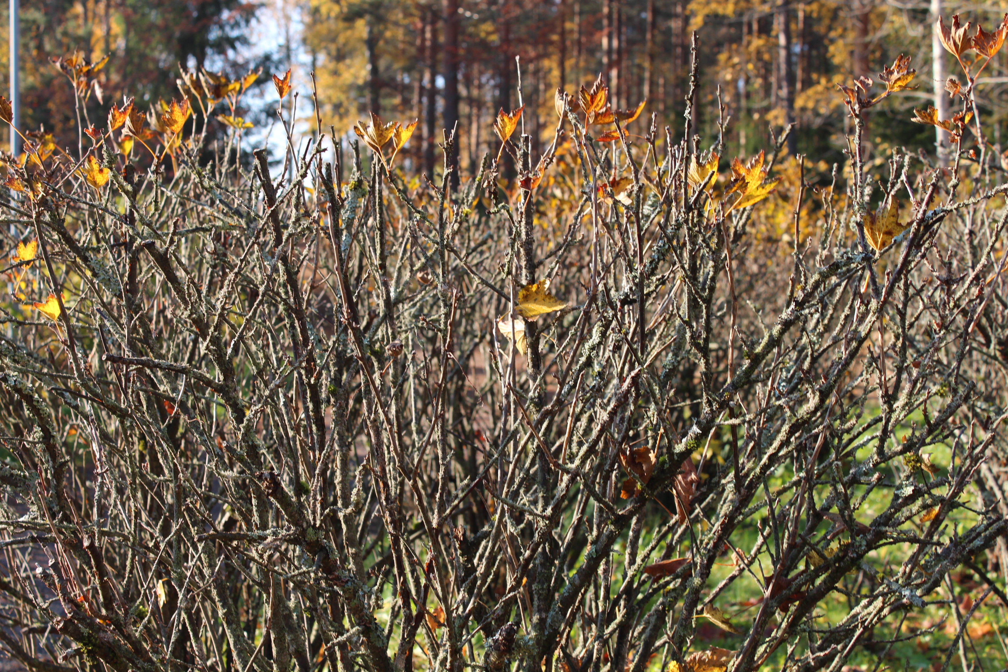 Ruuti Ruutu – Beautiful Moments in Finland